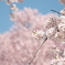 国府町 桜野公園