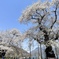 荘川桜