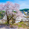満開の一本桜と新緑と残雪の棚田
