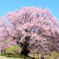 天王桜