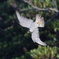野鳥ハヤブサ撮影