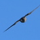 野鳥ハヤブサ撮影