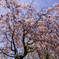 250427_八重桜