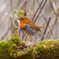Robin