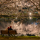 弘前公園の夜‐2025
