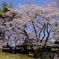 高島城の桜