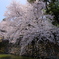高島城の桜