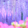 藤の花　あしかがフラワーパークその２