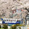 函館に桜シーズン到来