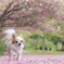 八重桜のじゅうたん