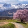 野平の桜