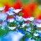 Nemophila Insignis blue④