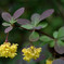 傘をさす黄色の花