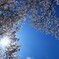 今年の桜⑤