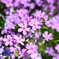 芝桜