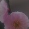 梅の花5