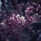 安行桜