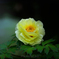 _peony:yellow