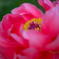 ‗peony:Macro