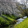 桜　菜の花
