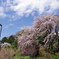枝垂桜_神代植物公園