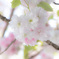 塩釜桜
