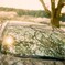 film・春泥棒 Spring Thief*