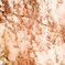 film・桜花抄*