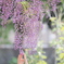 成長を願って　～藤の花タッチ