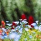 Nemophila Insignis blue⑤