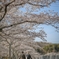 桜通りの下で