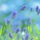 Purple Time