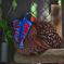 動物園5 ベニジュケイ