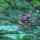 モネの池　新緑の季節