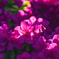 道端の花