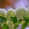 _JapaneseSnowball
