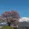 野平の一本桜