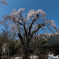 貞麟寺の桜