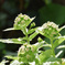 Garden Snap ふきのとう