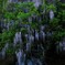 流れる水の音と藤の香り