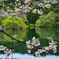 湖畔桜
