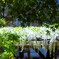 Fascinated by the white wisteria