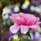 Mystery of Peony flower & Solar energy
