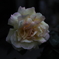 家の薔薇