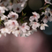 夜桜見おさめ