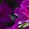 _1090683_DxO