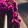 道端の花