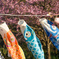 鯉のぼりと桜