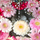 ガーベラの花手水
