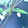 我が家の庭にて2